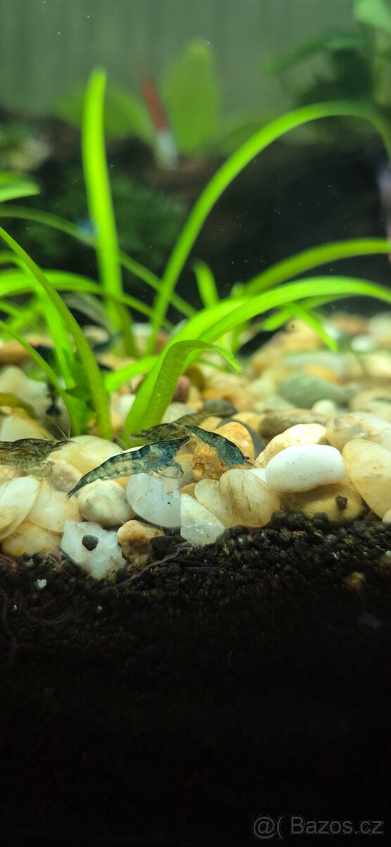 Modré krevetky ( Neocaridina Blue Dream)