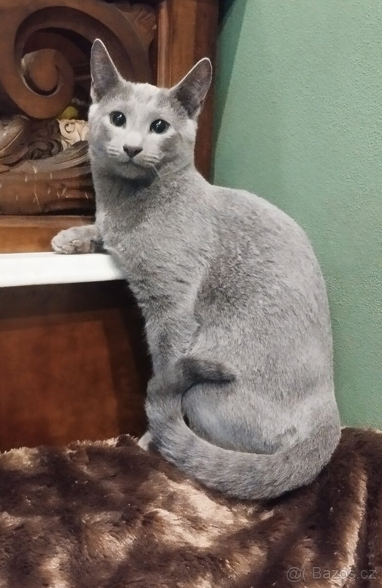 Ruská modrá kočka - kotě