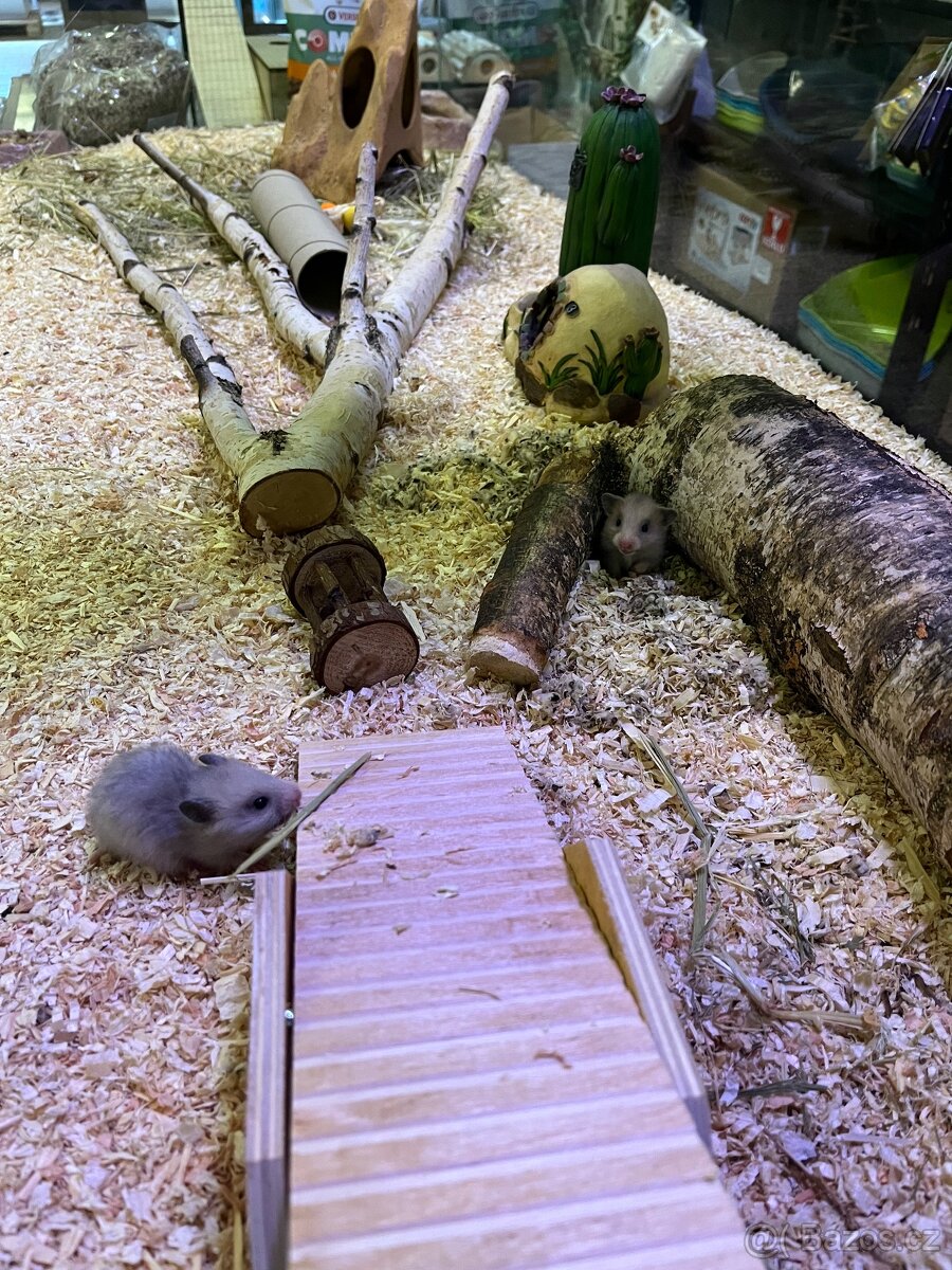 Křeček Syrský nar. 15.2.2026.