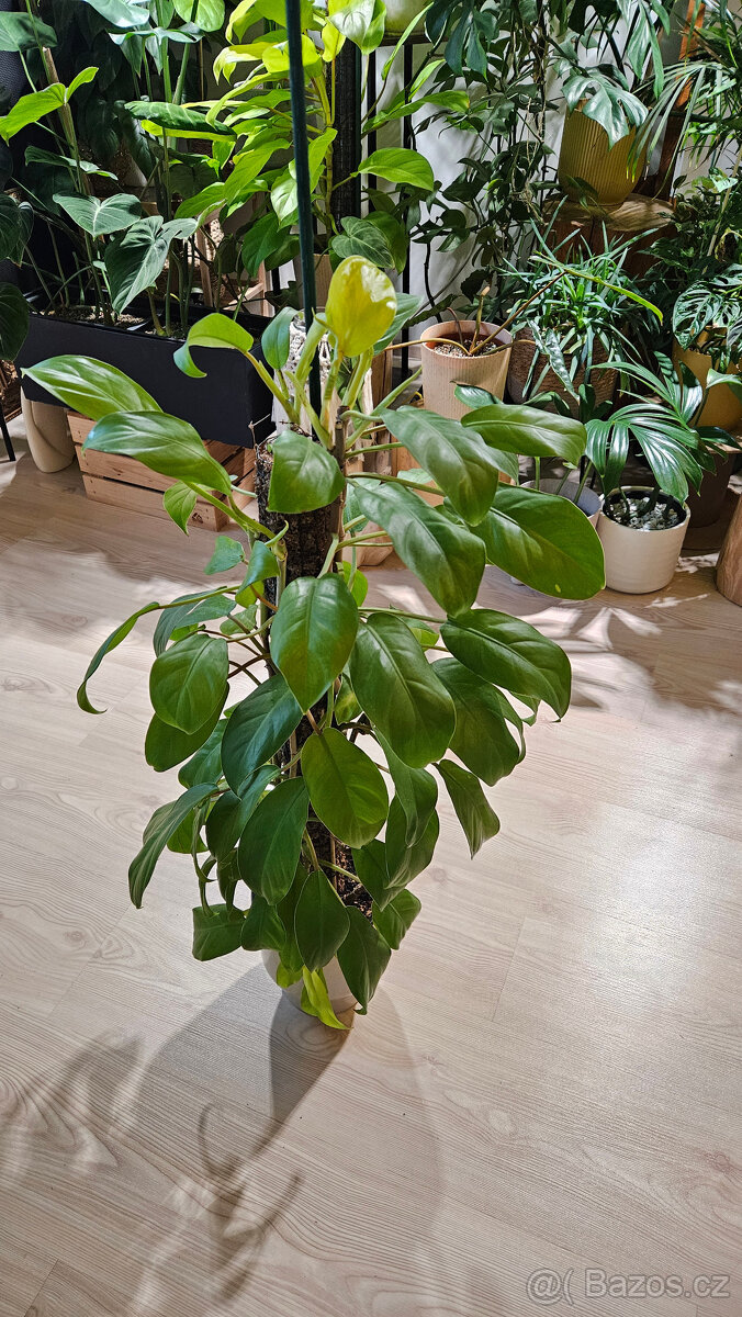 Philodendron malai gold