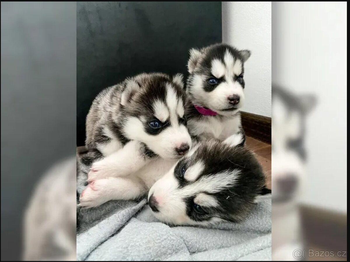 Úžasná štěňata sibiřského huskyho