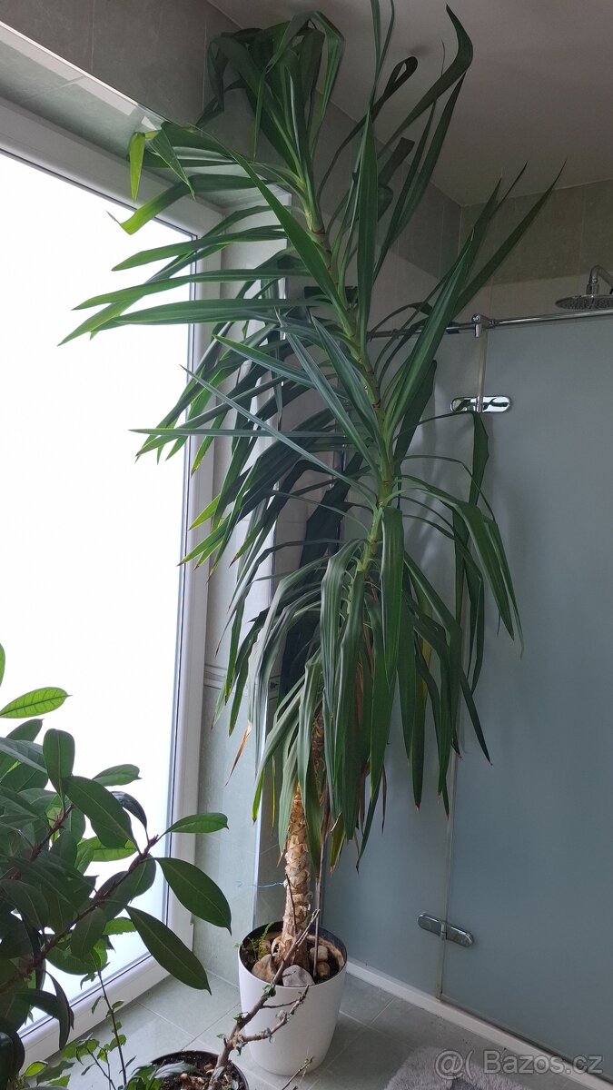 Dracena Reflexa