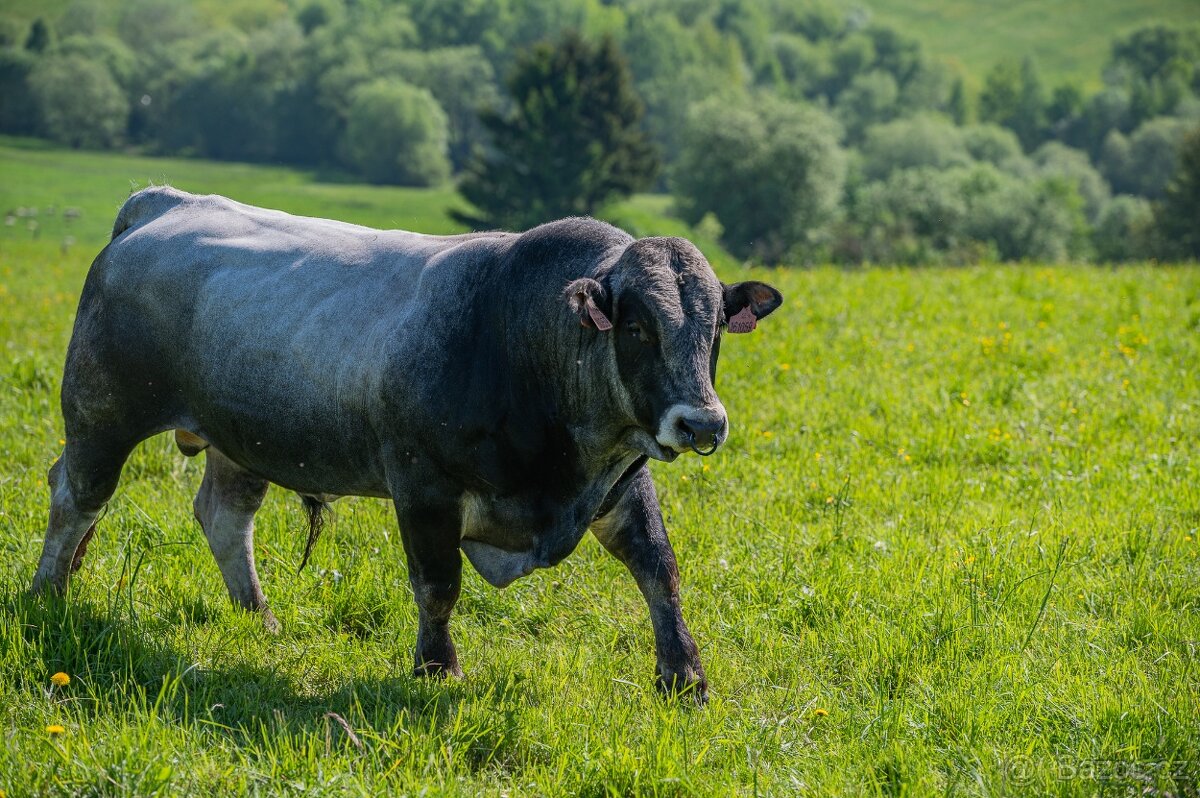 Plemenný býk Gasconne Gladiátor z Častonína (ZGS 367)