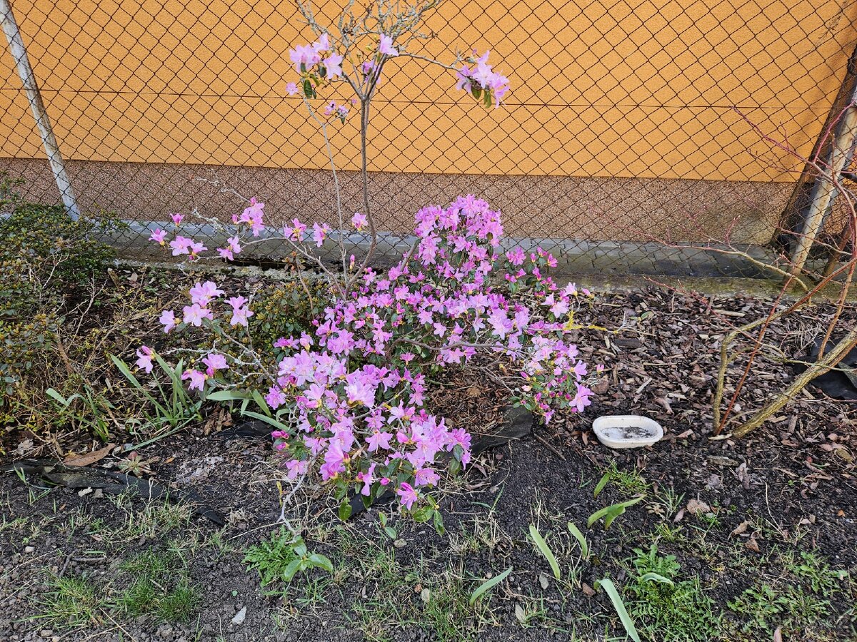 Rhododendron Praceox