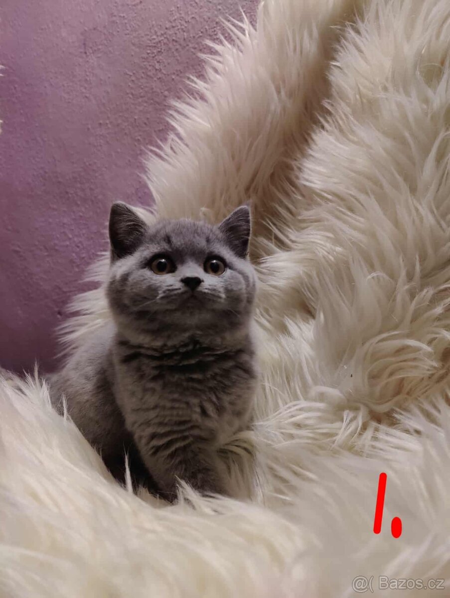 Britská modrá krátkosrstá  koťata s pp