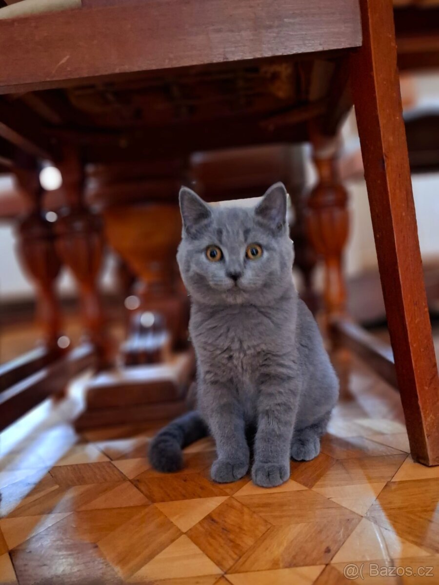 Britská krátkosrstá skotská klapouchá