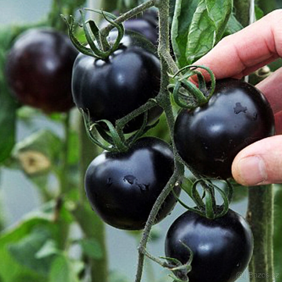 Rajče černé Black cherry koktejl. 20ks