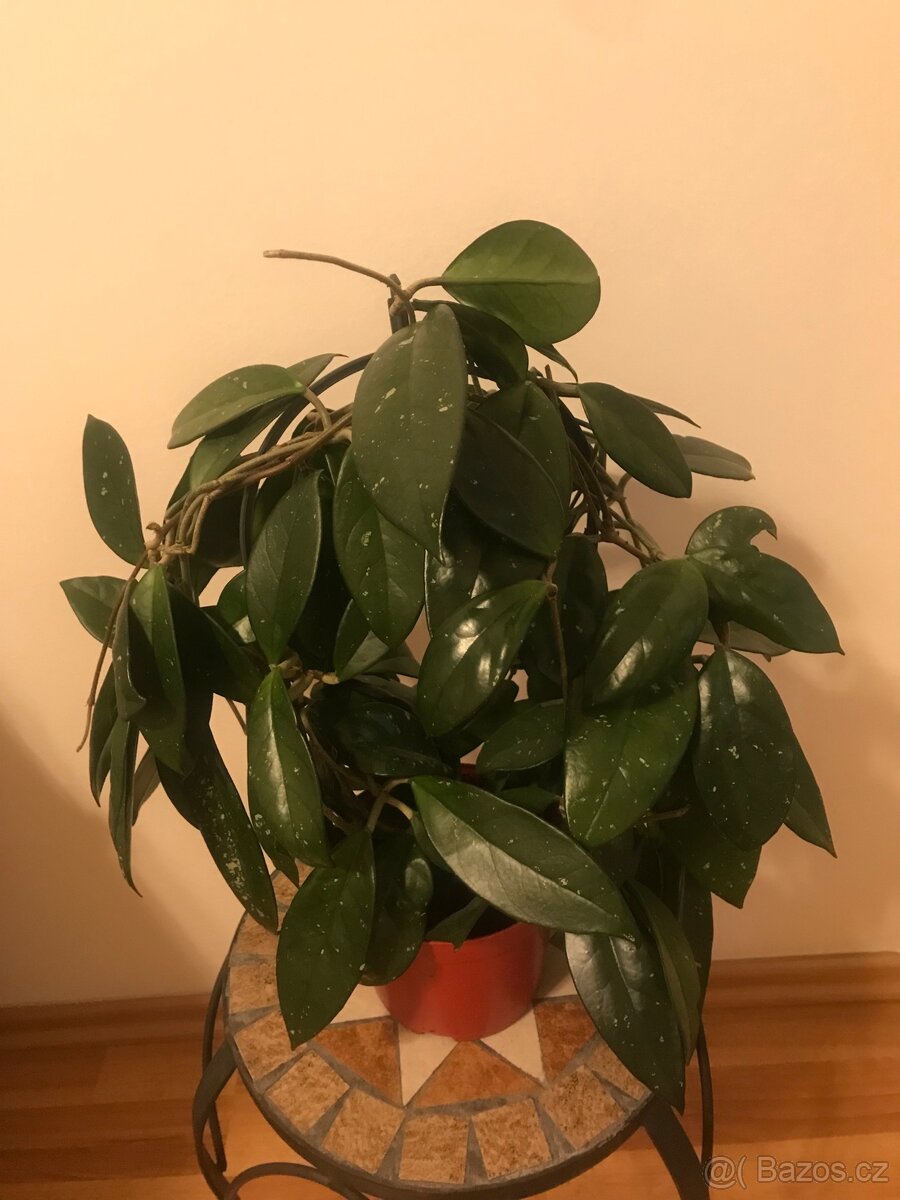 Voskovka (Stephanotis)