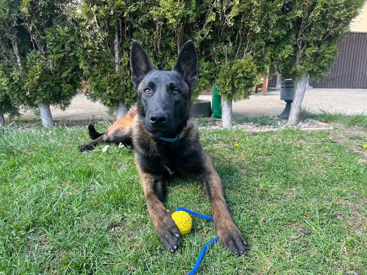Belgický ovčák Malinois s PP