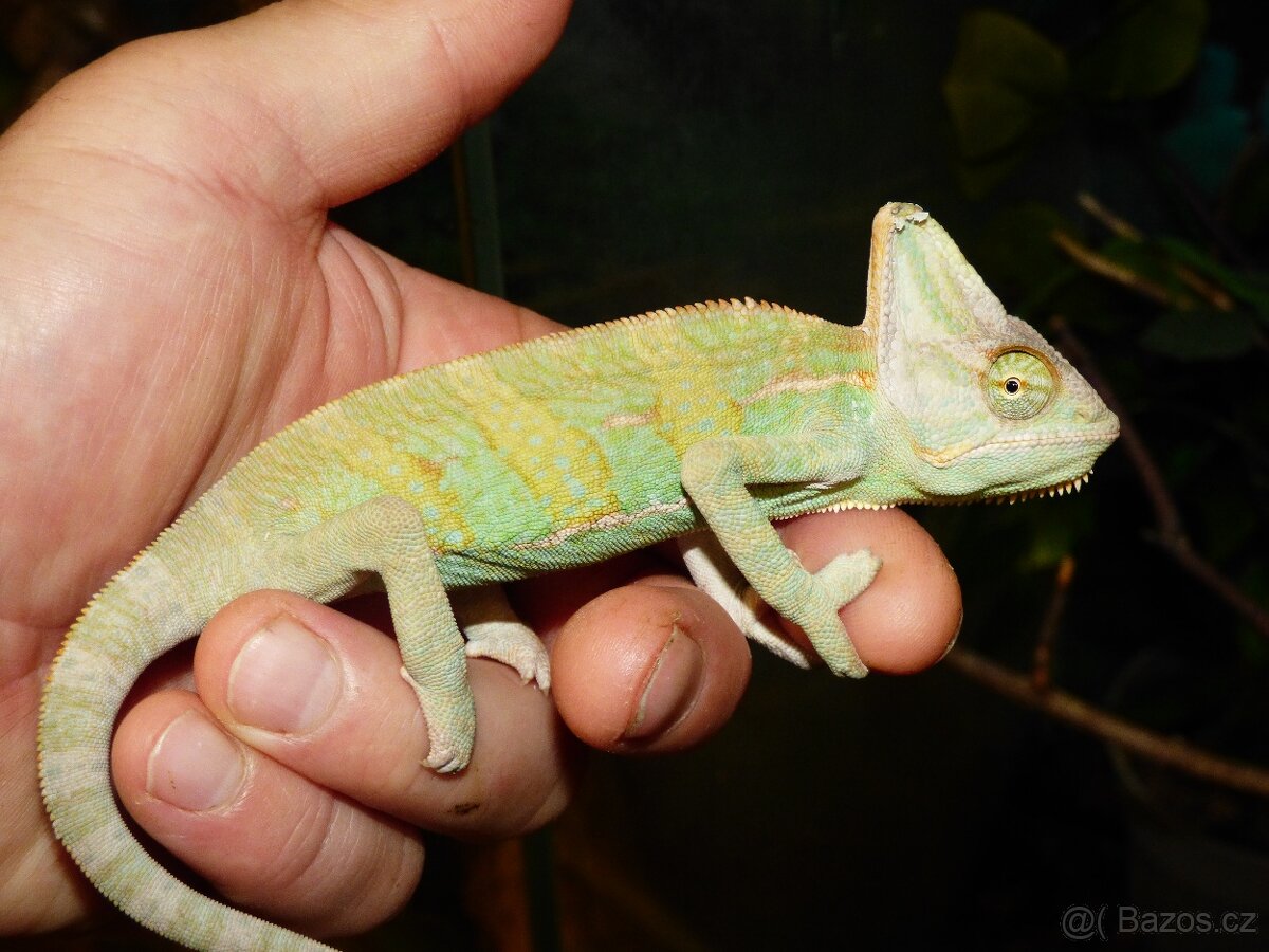 Chameleon jemenský