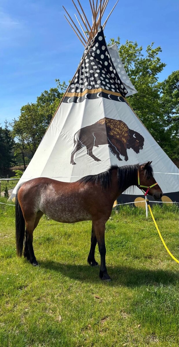 Welsh pony, sekce B