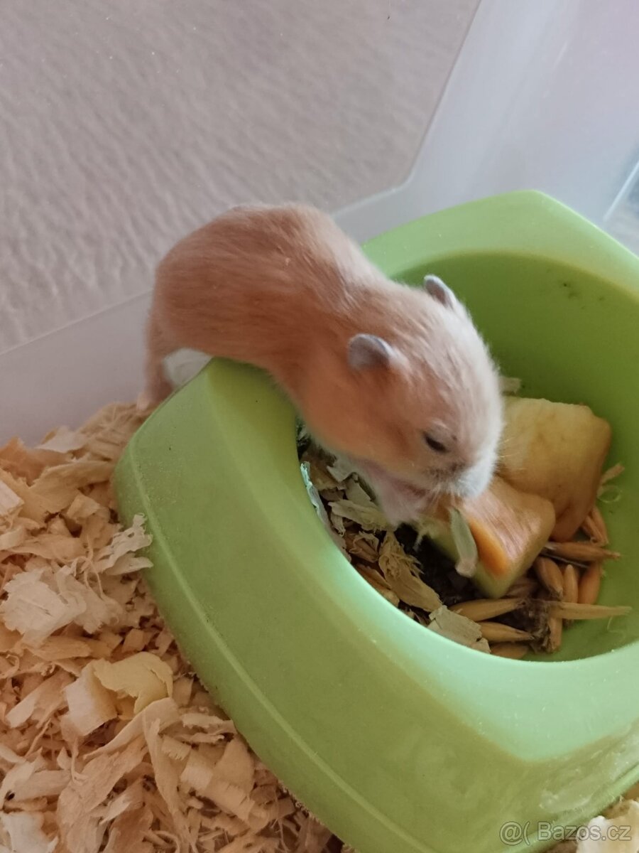 Křečci