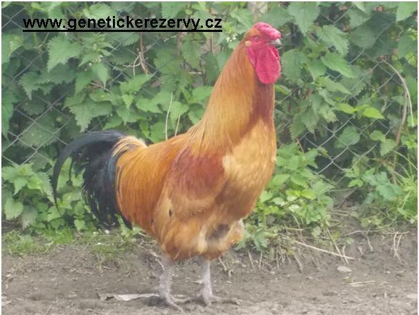 Šumavanka velká - kuřice