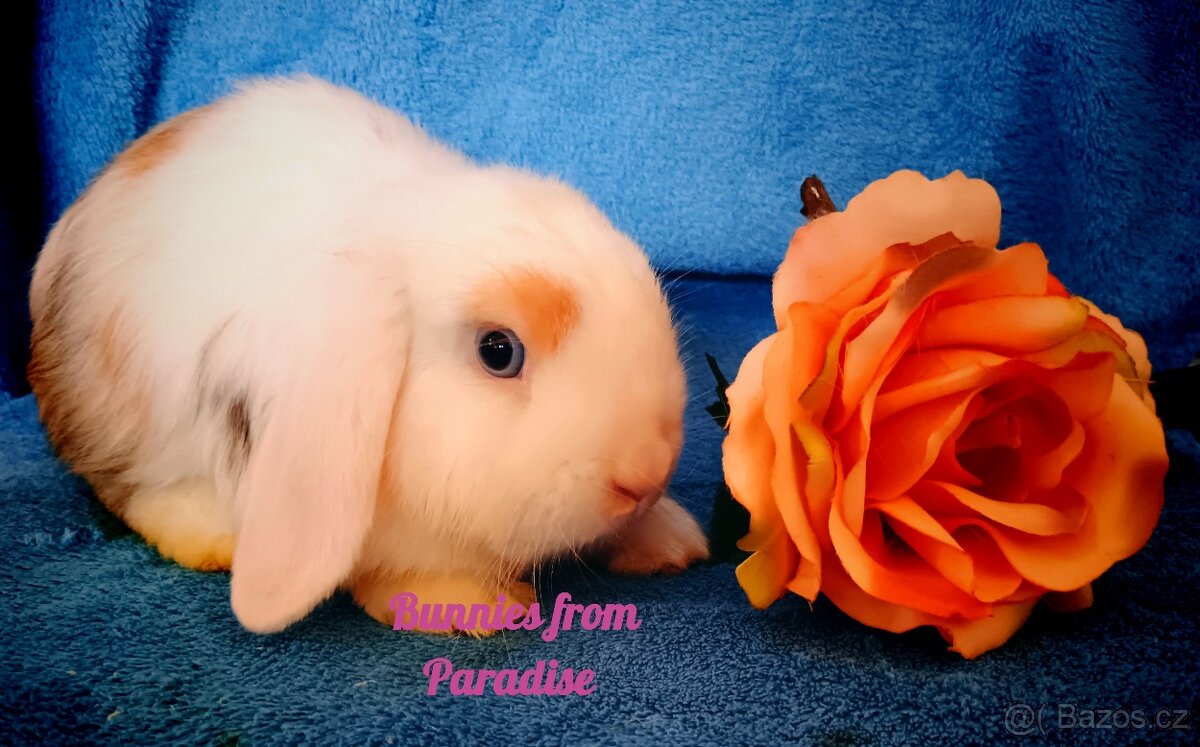 MODROOKÝ TŘÍBAREVNÝ SATÉŇÁČEK ❤️❤️❤️