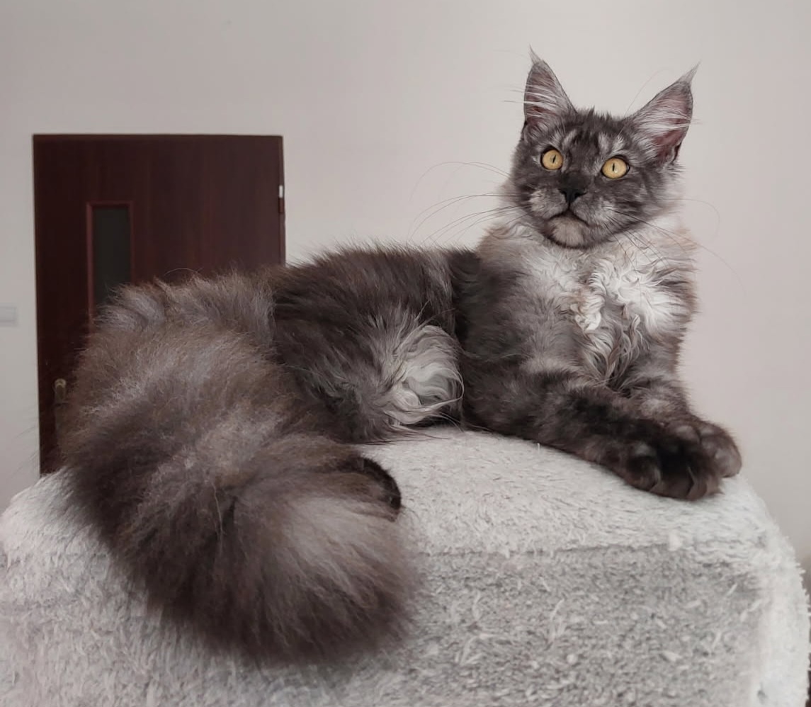Maine coon, nainska myvalia s PP