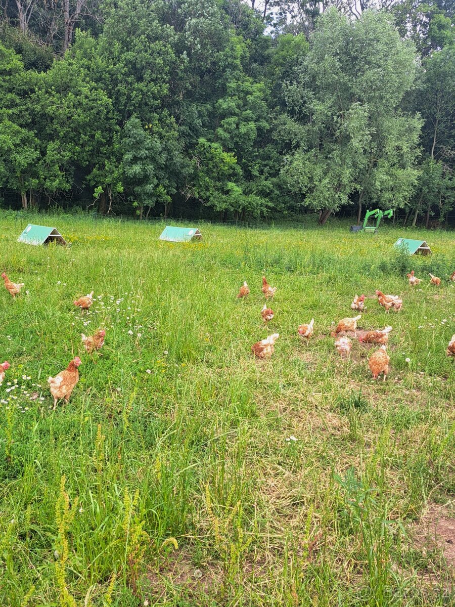 Vynesené slepičky