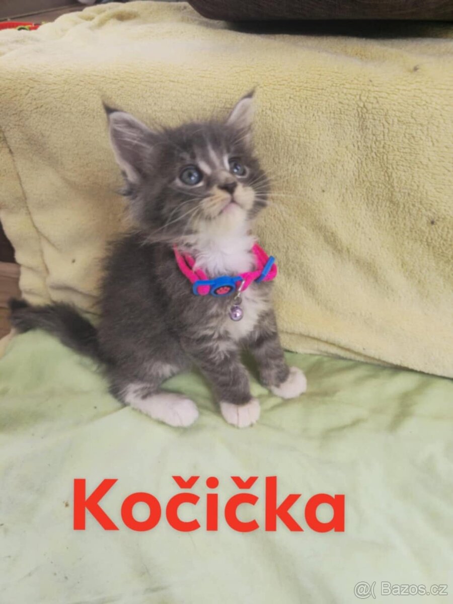 Koťátka Mainská mývalí