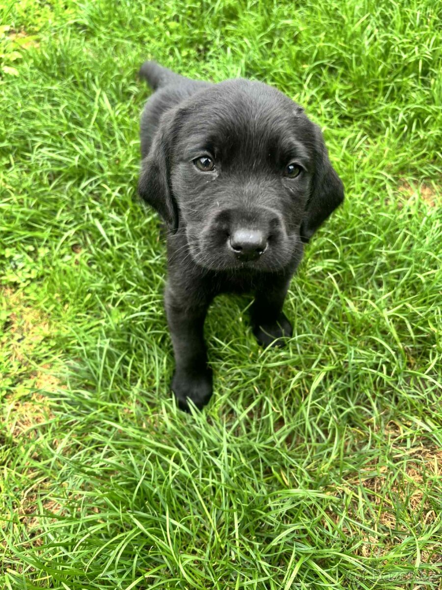 Štěňátko Labradorský retrívr
