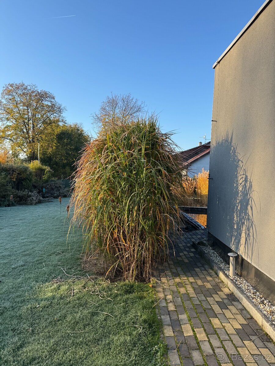 Ozdobnice obrovská (rákos)