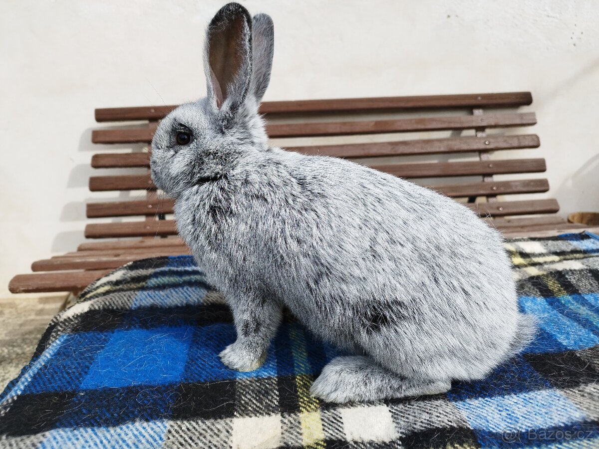 VSS - Velký světlý stříbřitý -  samci a samice