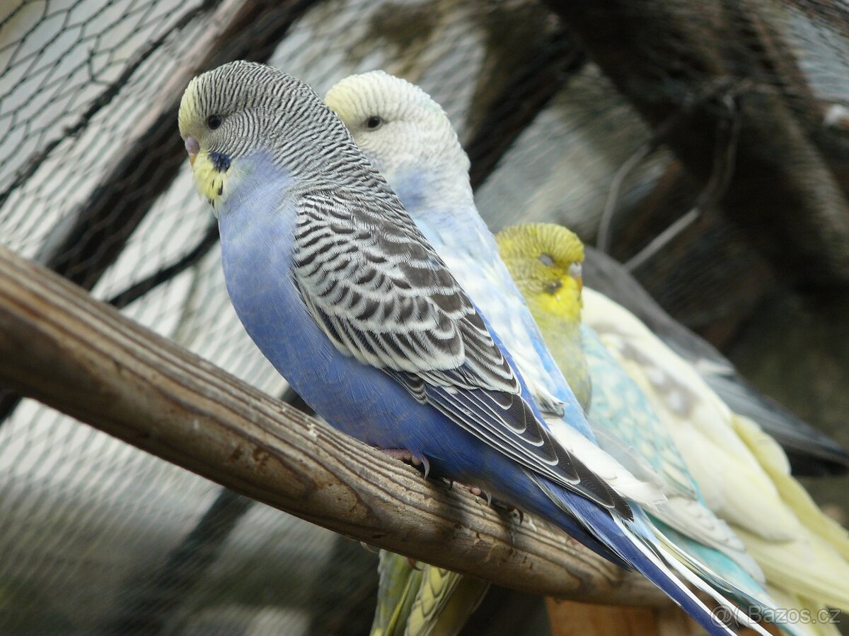 Rosela Korela Andulky Papoušci Alexandr