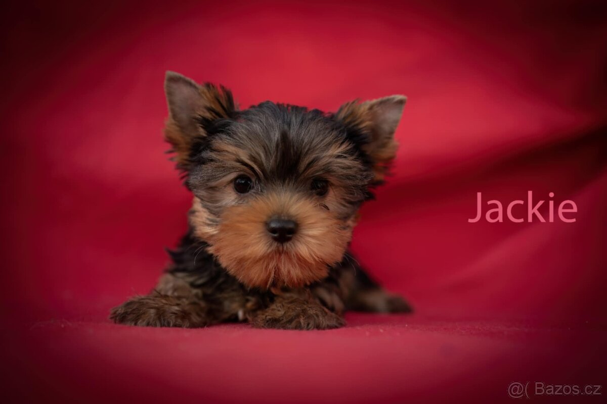 Jorkširský teriér s PP,fenky - ihned k odběru