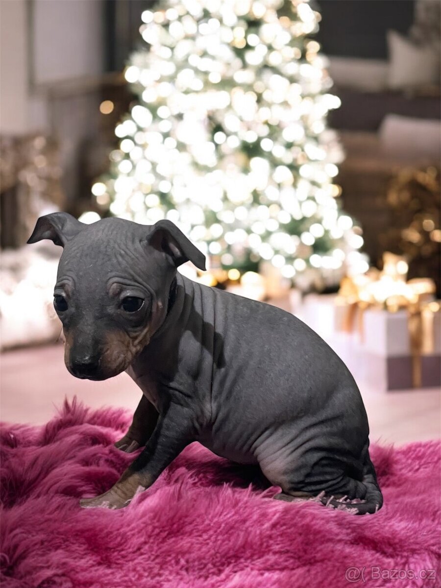 Americký bezsrstý teriér