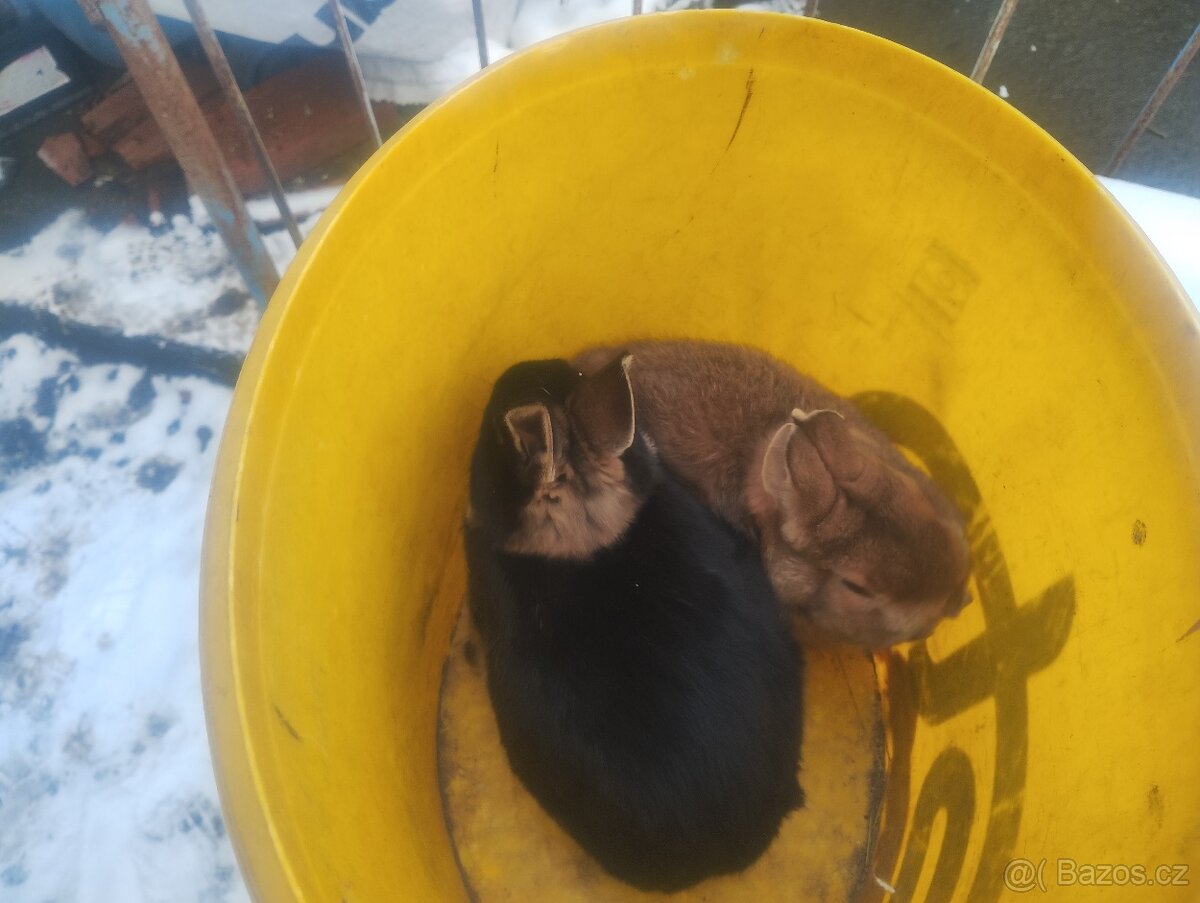 Prodám 2 zakrslé králíčky