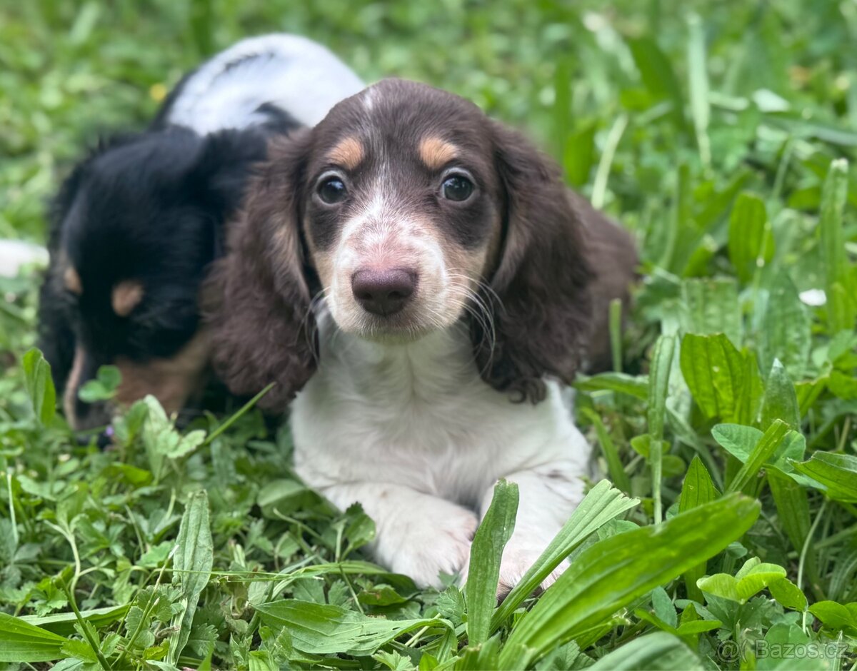 Jezevčík trpasličí králičí piebald