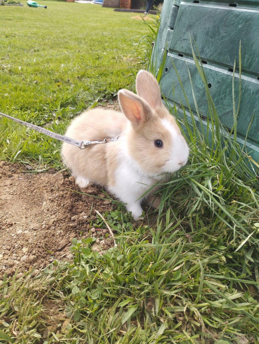 Králíci