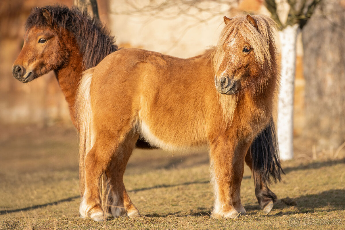 Minishetland hřebečci