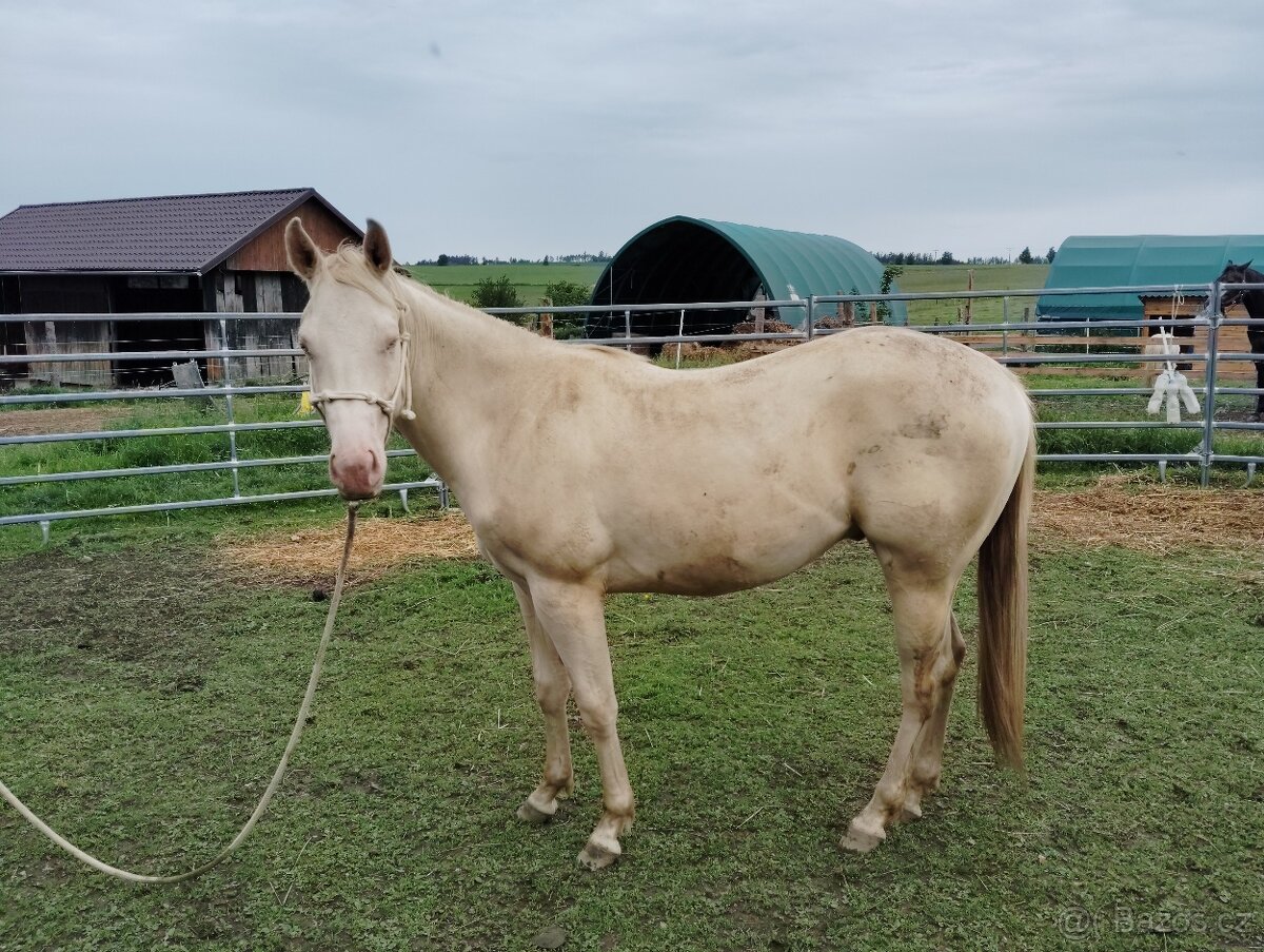 Quarter horse valach