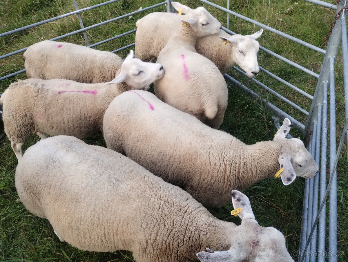 Plemenné jehnice Texel