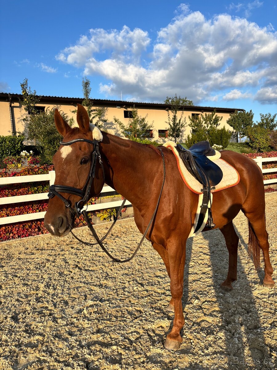 Prodám valacha po Aristo Z