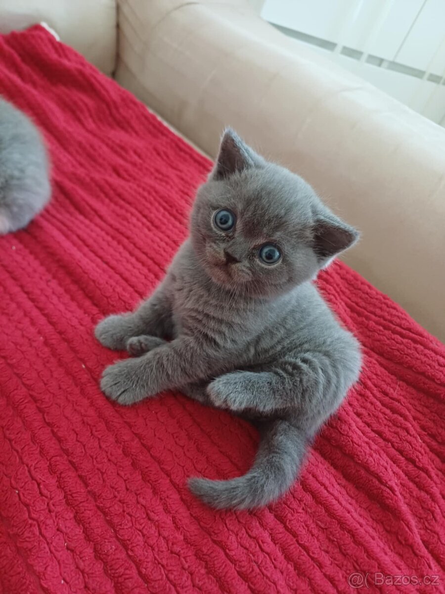 Britské modré koťátko