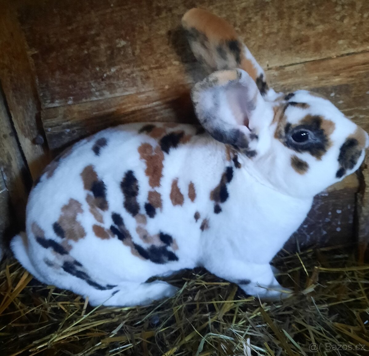 Dalmatinský rex černožlutý