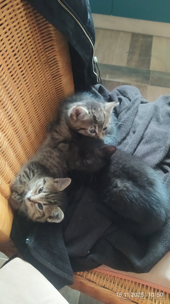 Daruji koťata