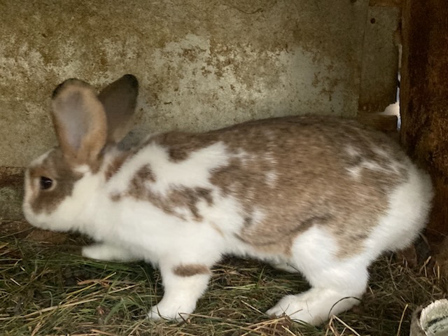 Prodám  samičky králíků