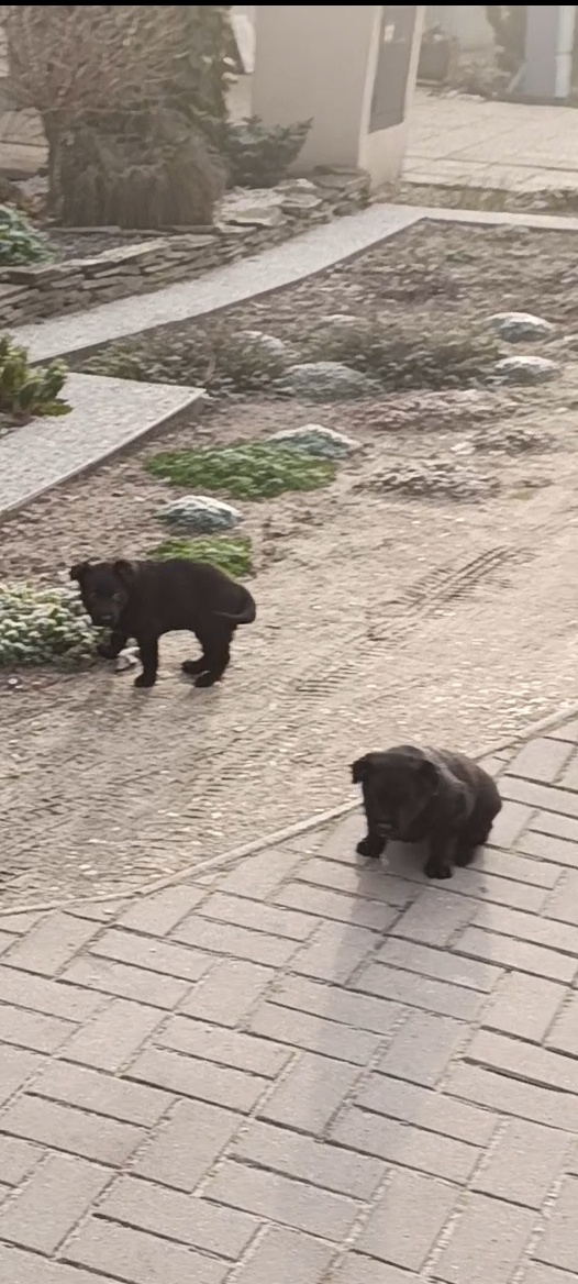 Šteňata  Nemecký  ovčák, BO