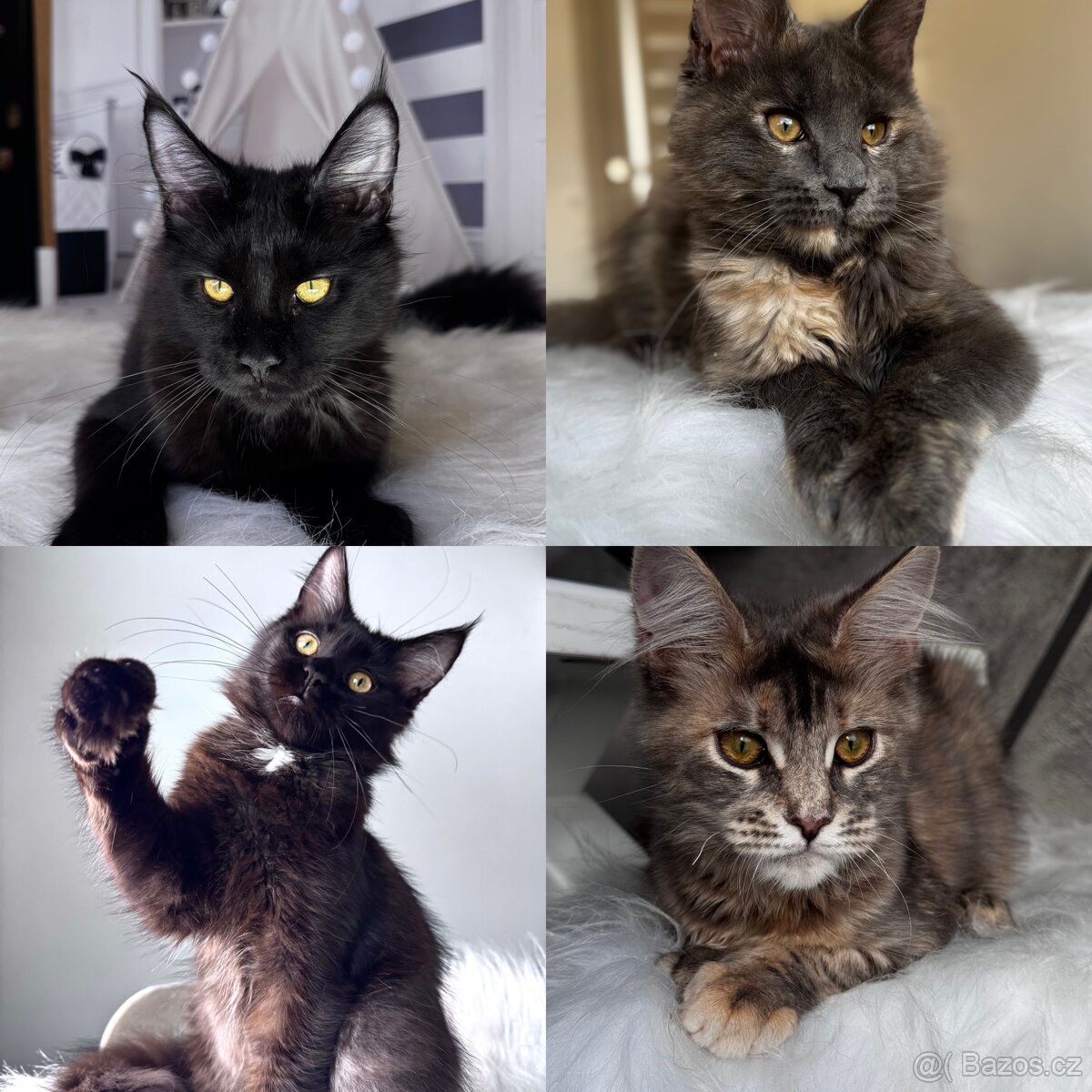 Koťata Mainské mývalí z chovatelské stanice