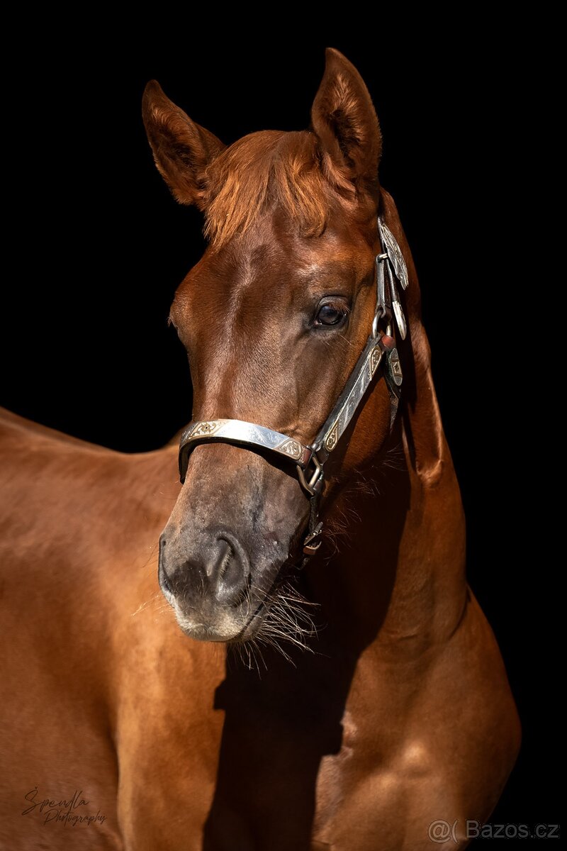 Aqha/Apha chestnut allaround klisnicka
