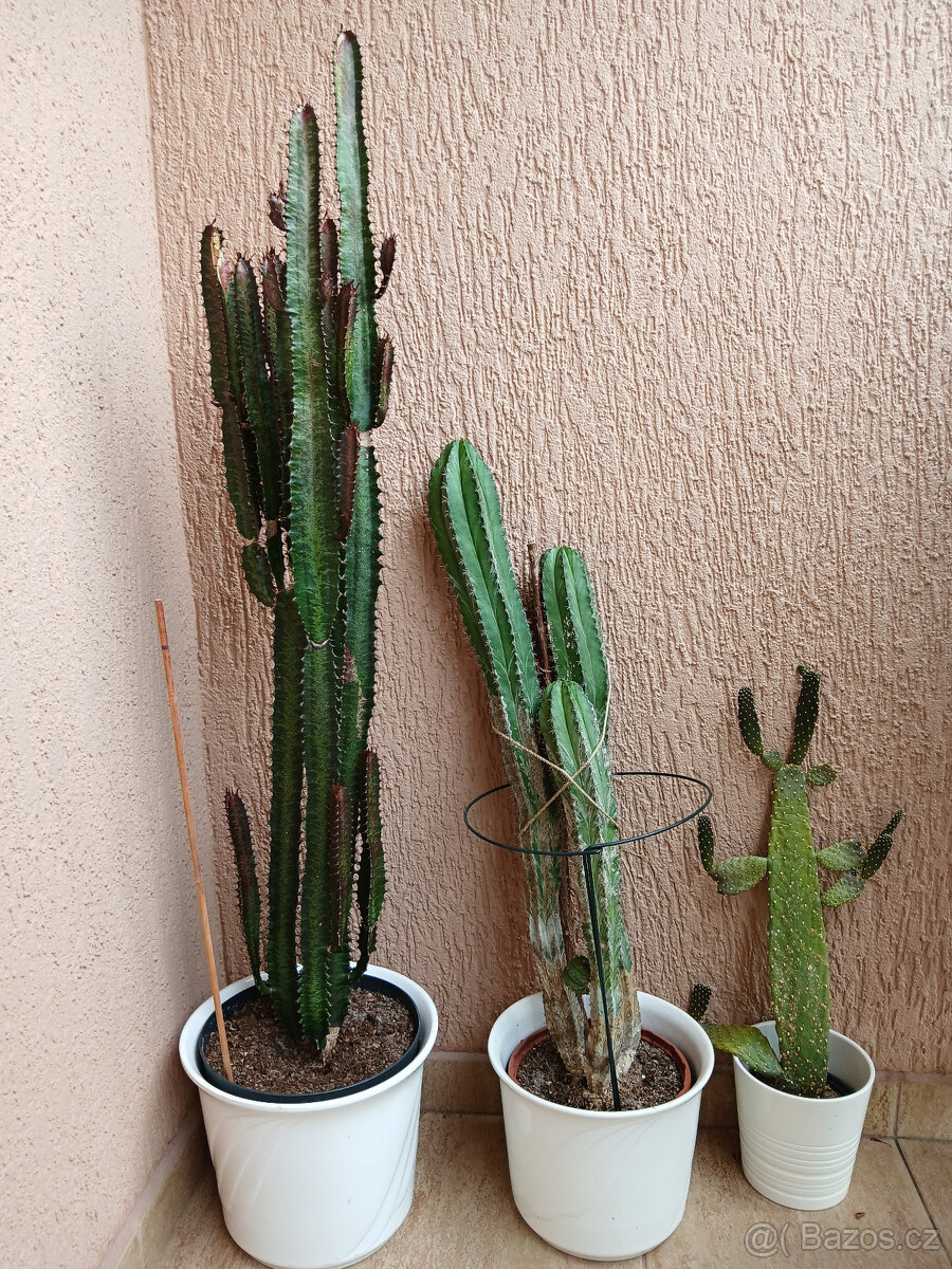 3 hodně velké kaktusy