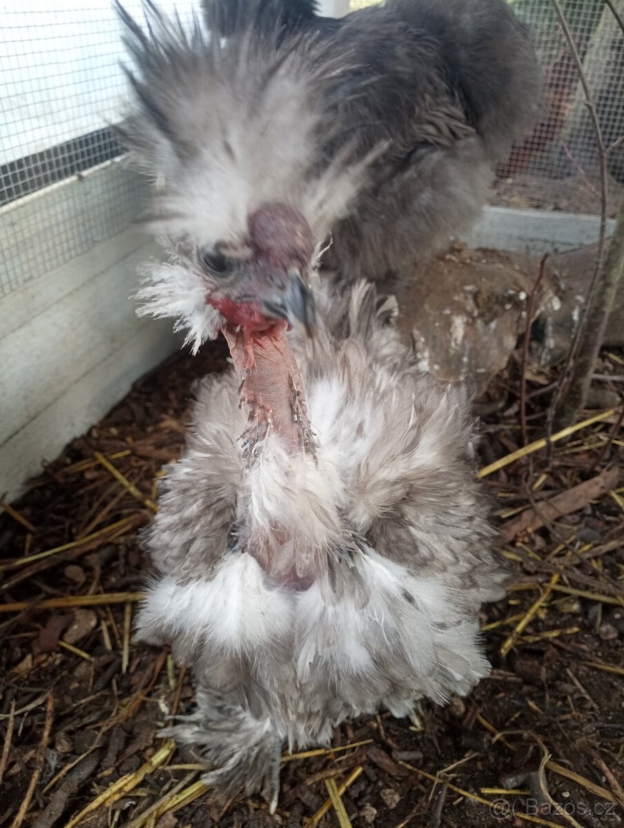 Hokokrky kohoutek hedvabnicka modrý