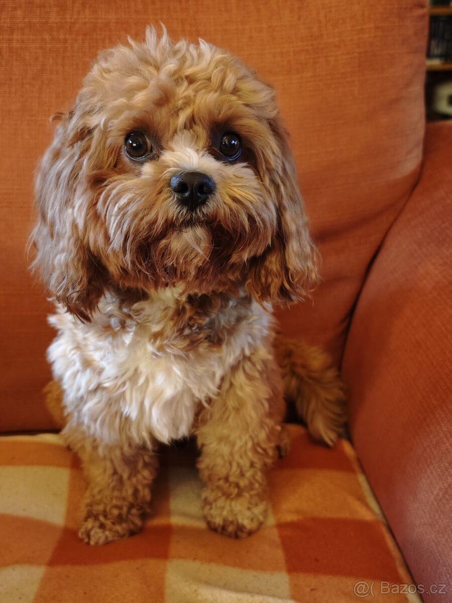 Nabídka na krytí Cavapoo