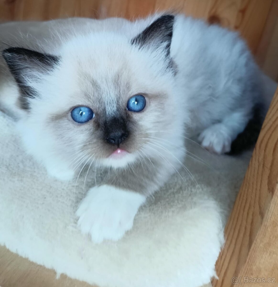 Koťátka Ragdoll s PP na luxusního mazlíčka