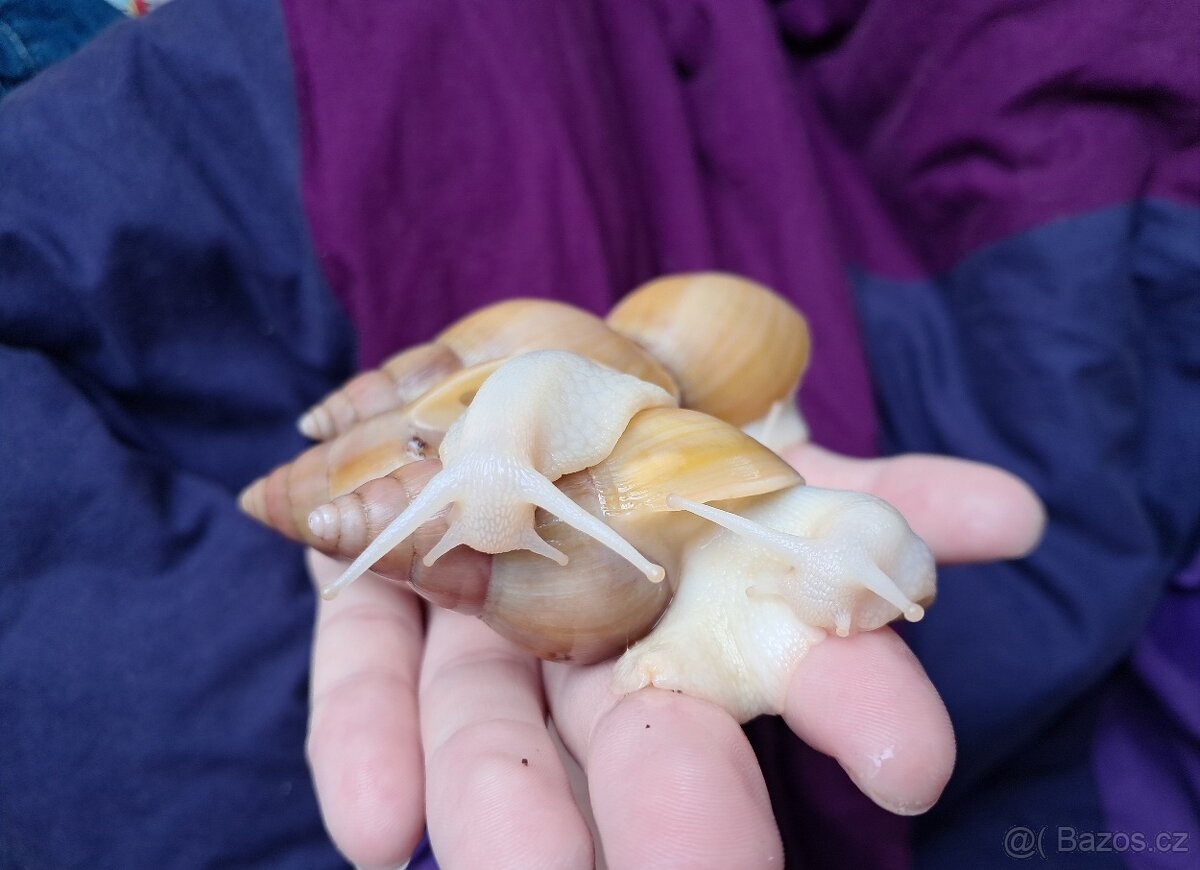 Lissachatina fulica full albino - africký šnek