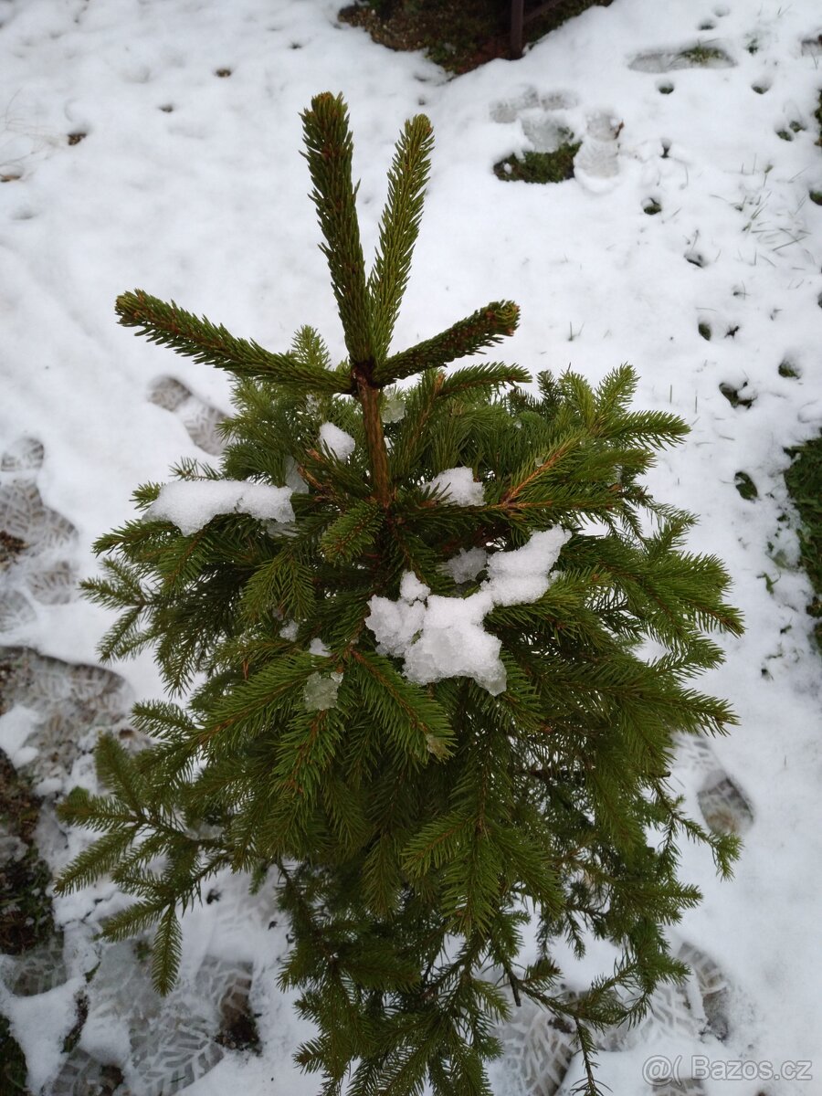Jedlička a smrček pro Vás  stromeček Natur ze zahrádky
