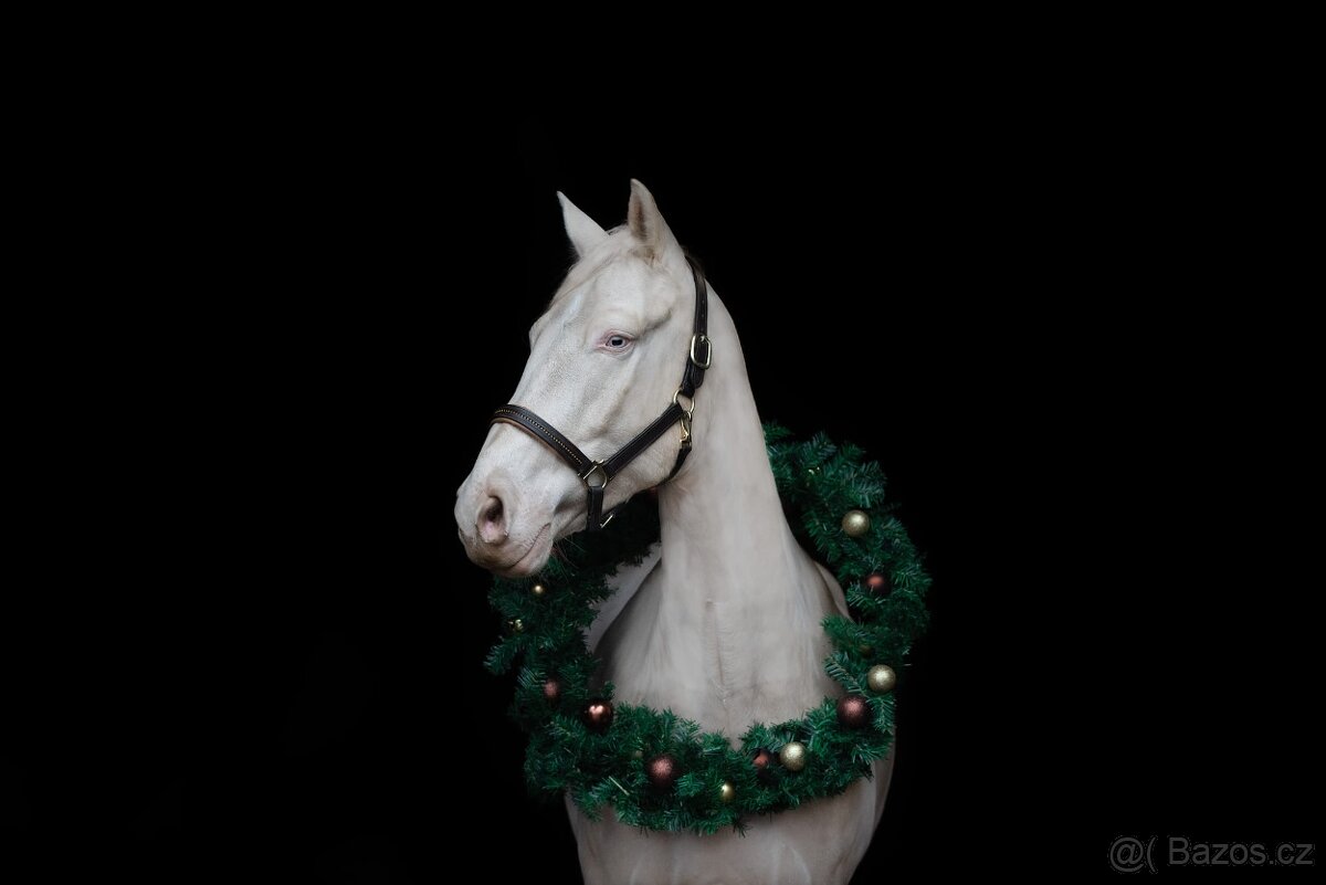 Valach P.R.E. barvy Perlino