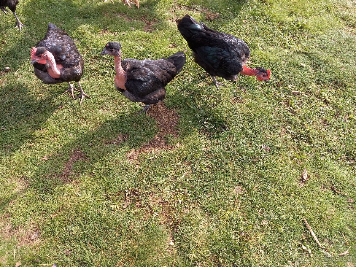 Holokrčka černá - kohouti