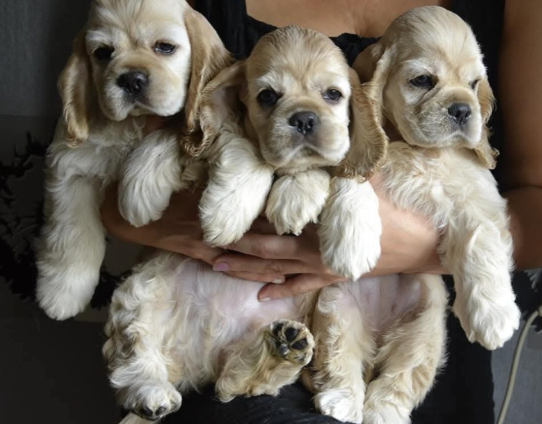 Štěňátka blond Kokršpaněla